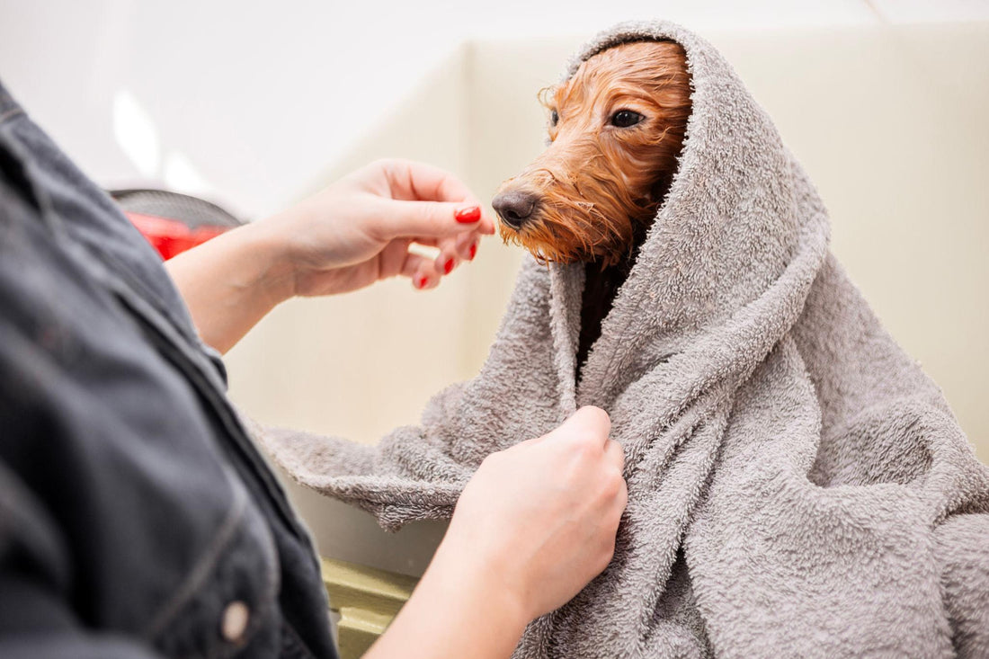 Dog being gently bathed at home with shampoo, showing proper pet grooming routine for different coat types and healthy skin care