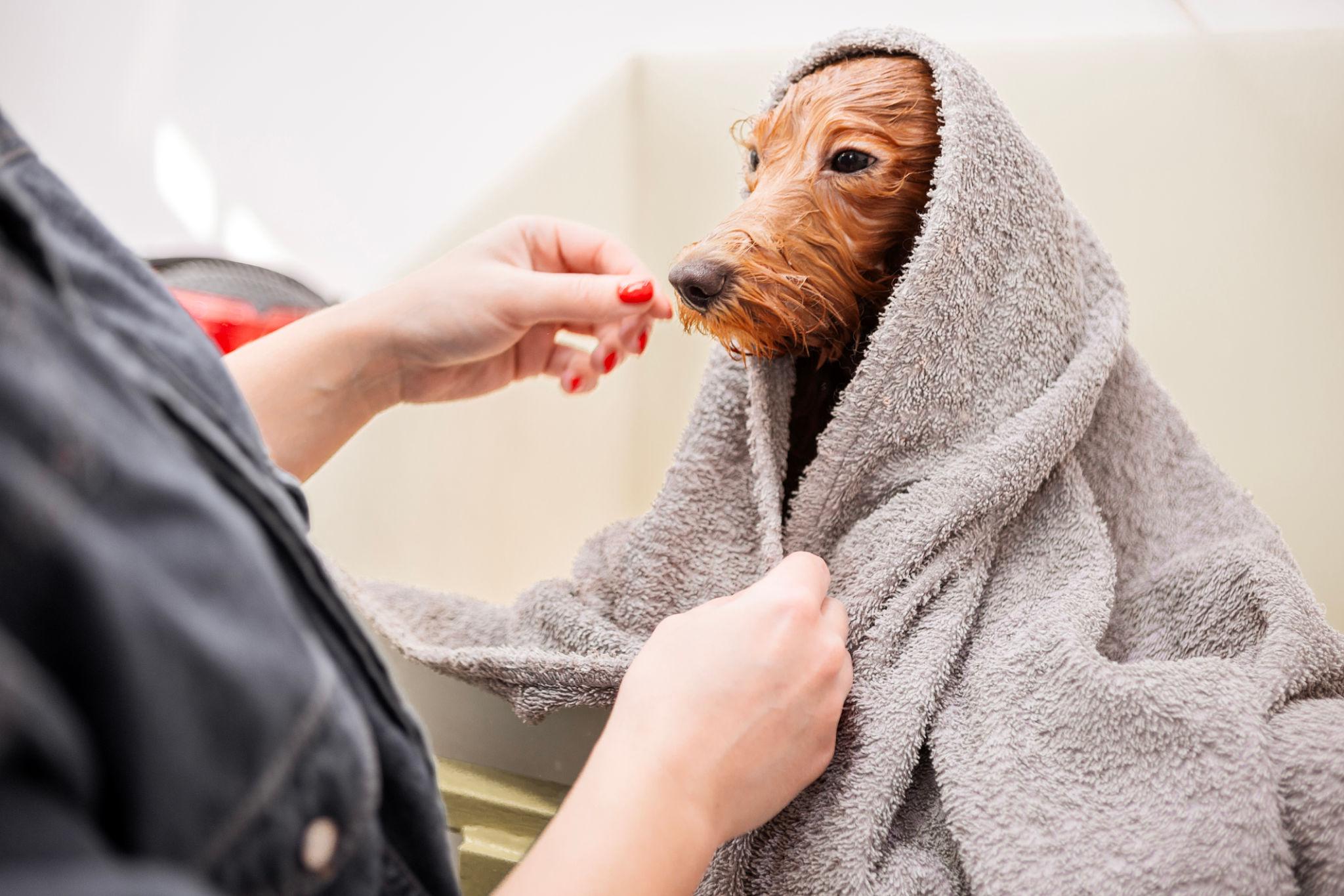 Dog being gently bathed at home with shampoo, showing proper pet grooming routine for different coat types and healthy skin care