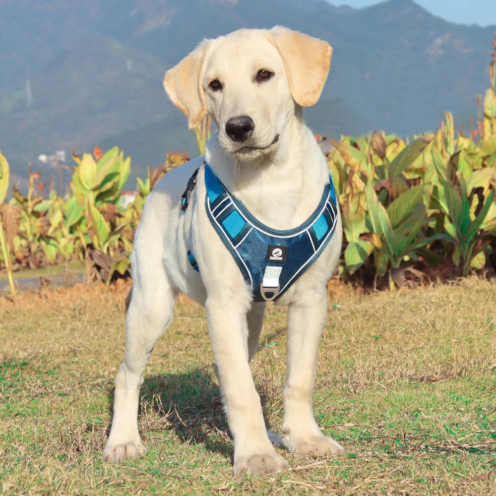 Reflective Safety Dog Harness