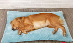 TheAussiePaw Cozy Plush Canine Bed with Quilted Base