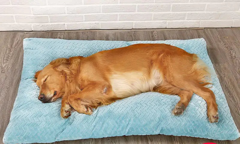 Cozy Plush Canine Bed with Quilted Base
